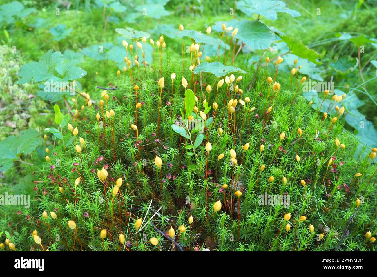 Moss and lichens on the bark of a tree in a spruce taiga forest. Karelia, Orzega. Yellow green moss on the trunk. Campylophyllum halleri. Atrichum Stock Photo