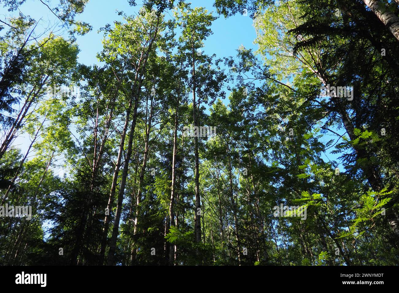 Taiga biome dominated by coniferous forests. Picea spruce, genus of coniferous evergreen trees in the Pine family Pinaceae. Russia, Karelia, Orzega Stock Photo