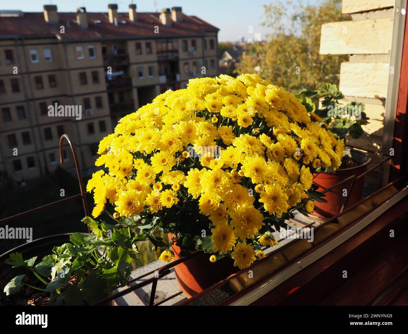 Yellow chrysanthemums, pots of geraniums and celery on the windowsill outside the window. Growing flowers on the balcony and windowsill. Indoor Stock Photo