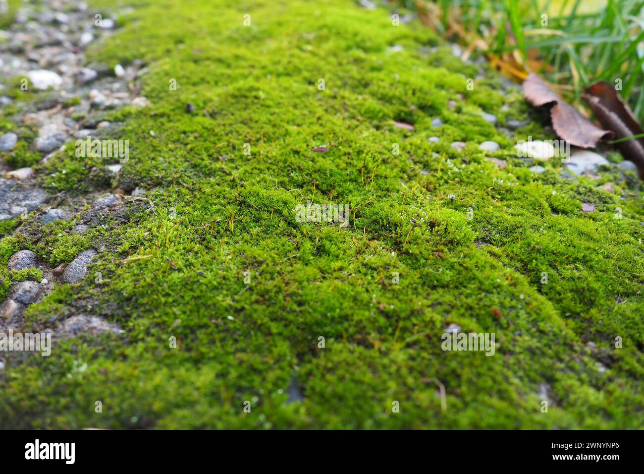 Mossy higher plants or bryophytes. The theme of bryology, the science of mosses. Damp concrete covered with a bright green moss carpet. Beautiful Stock Photo