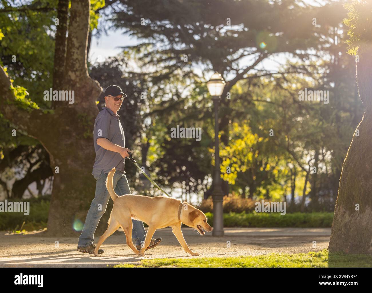 A man walking  a lab in a park on a sunny day Stock Photo