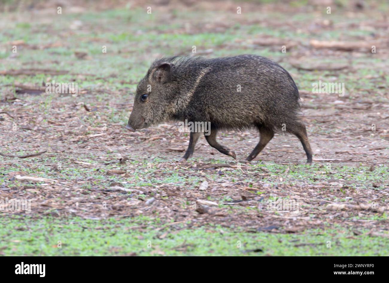 The collared peccary (Dicotyles tajacu) at  Bentsen-Rio Grande Valley State Park, Texas Stock Photo