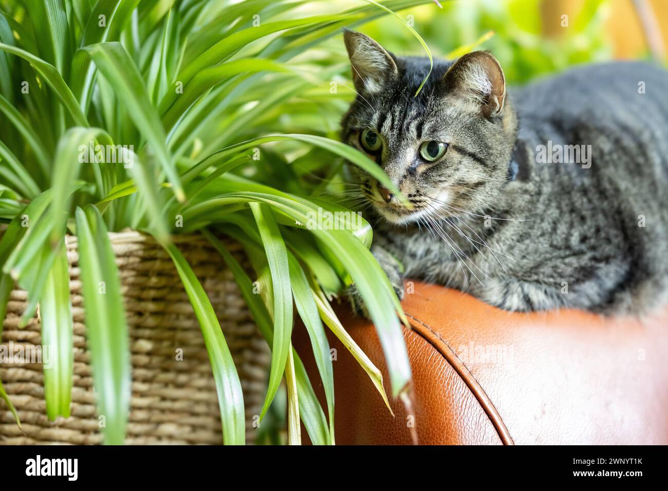 A brown striped cat laying next to a houseplant Stock Photo - Alamy