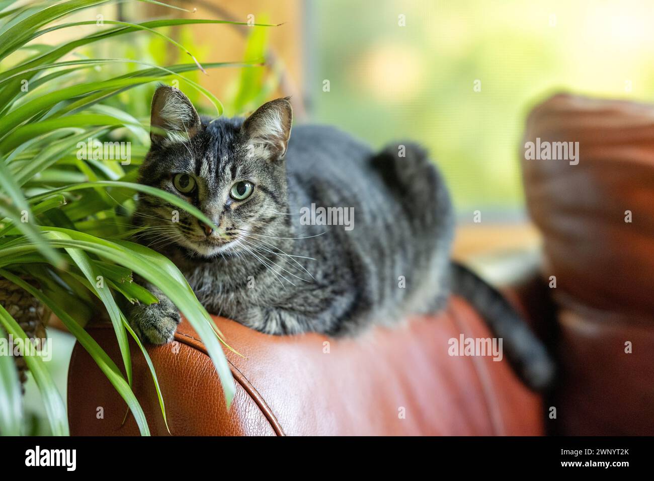 A brown tabby cat peeks out from behind a spider plant houseplant in a home Stock Photo