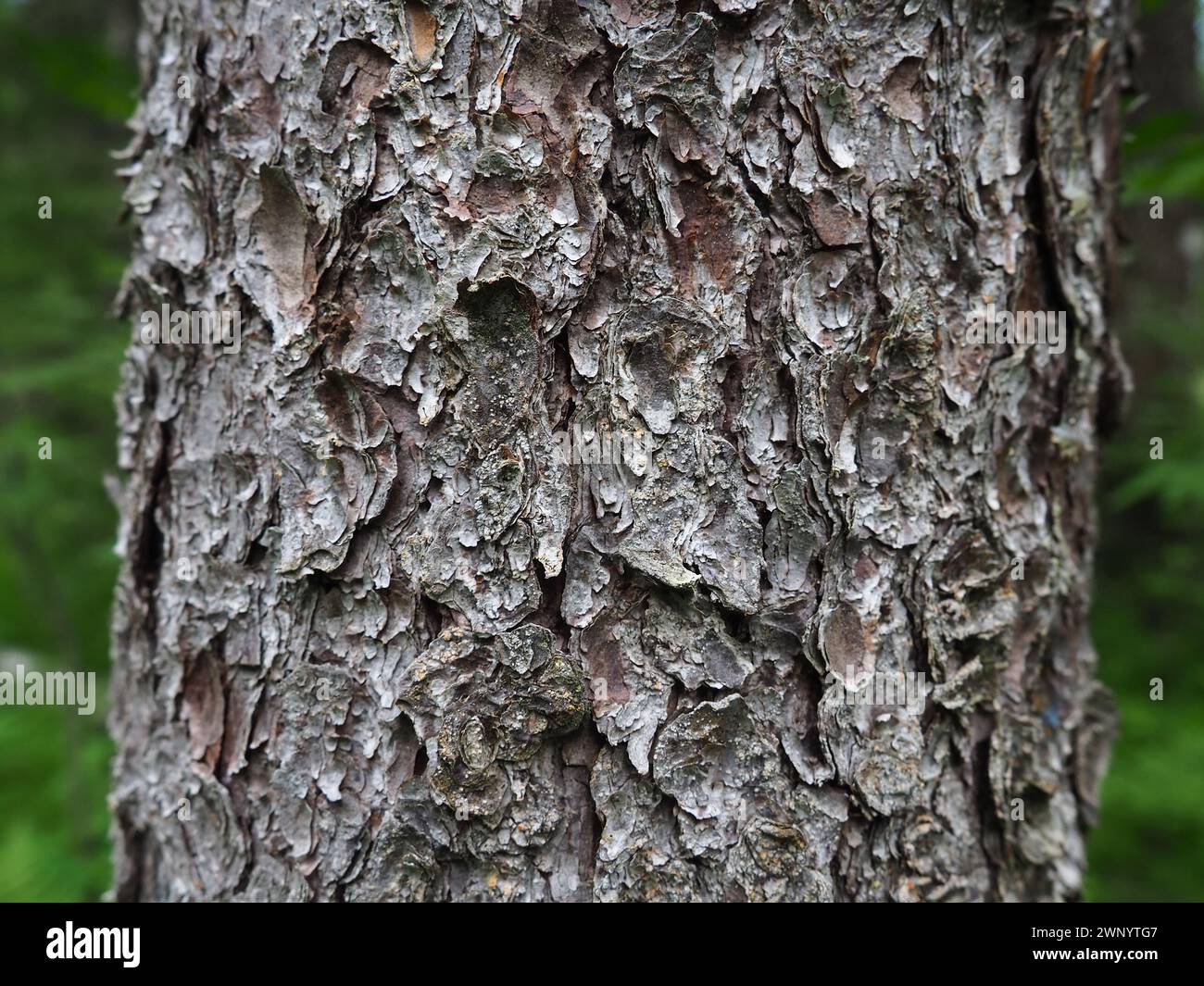 The cortex is a collection of tissues located outside the cambium. Tree bark. The detached outer dead part of the roots and stems of woody plants Stock Photo