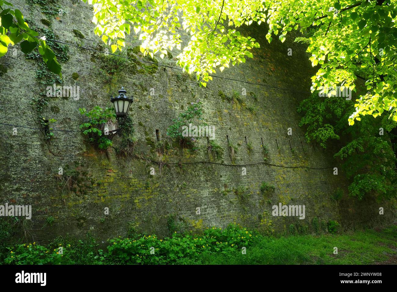 Linden park near the old brick wall of the fortress Petrovaradin Novi Sad Serbia. Fresh foliage of linden trees Stock Photo