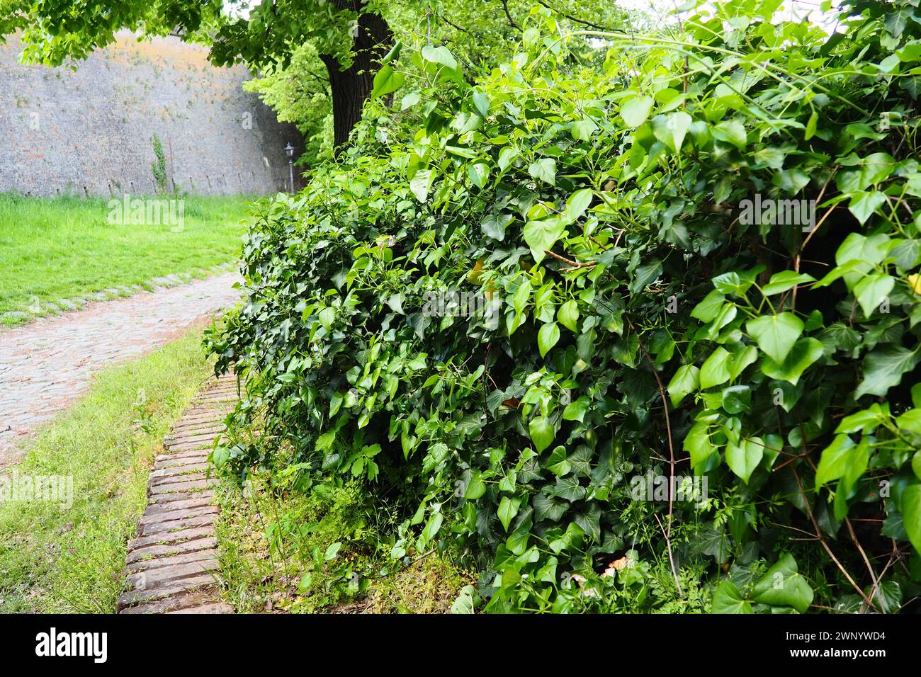 Leaves and young shoots of ivy climb up the wall. European forest. Creeping parasitic plant. Green foliage. Triangular Leaf. Common ivy or Hedera Stock Photo