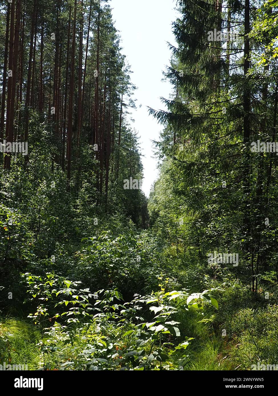 Picea spruce, a genus of coniferous evergreen trees in the pine family Pinaceae. Coniferous forest in Karelia. Spruce branches and needles. The Stock Photo