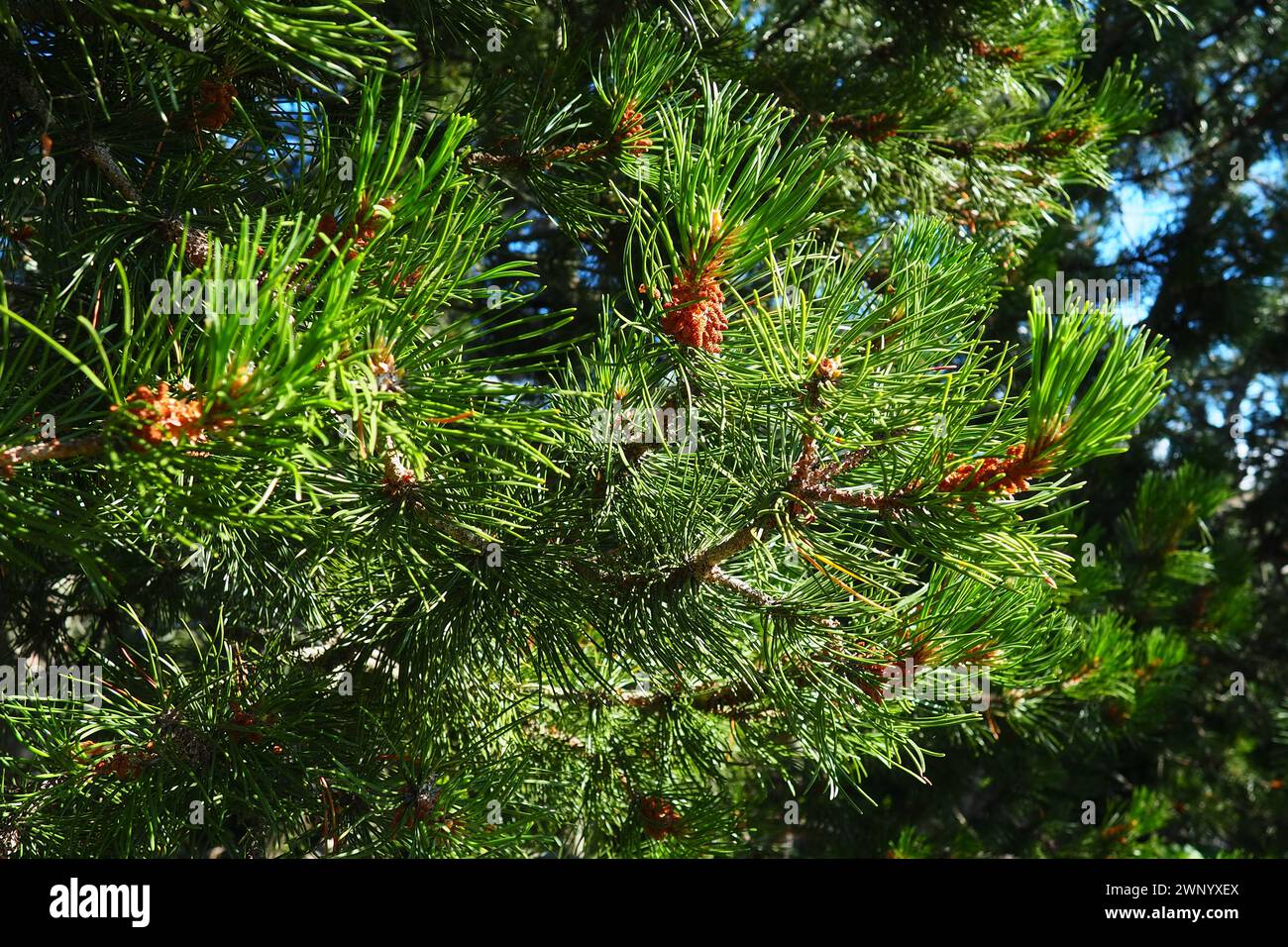 Pine branches at the golden hour in the evening. Pinus pine, a genus of conifers and shrubs in the pine family Pinaceae. Wildlife taiga of Karelia in Stock Photo