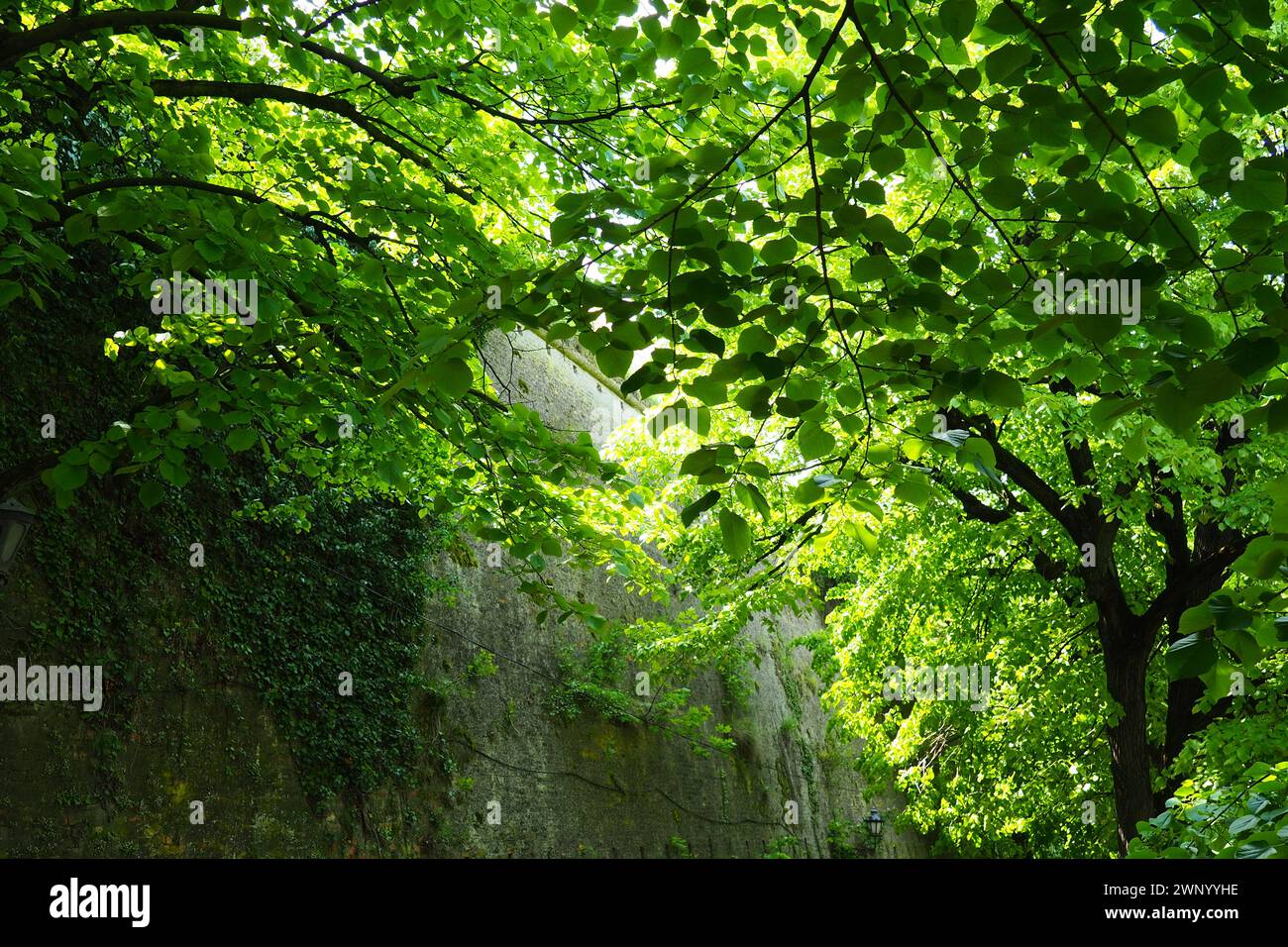 Linden park near the old brick wall of the fortress Petrovaradin Novi Sad Serbia. Fresh foliage of linden trees Stock Photo