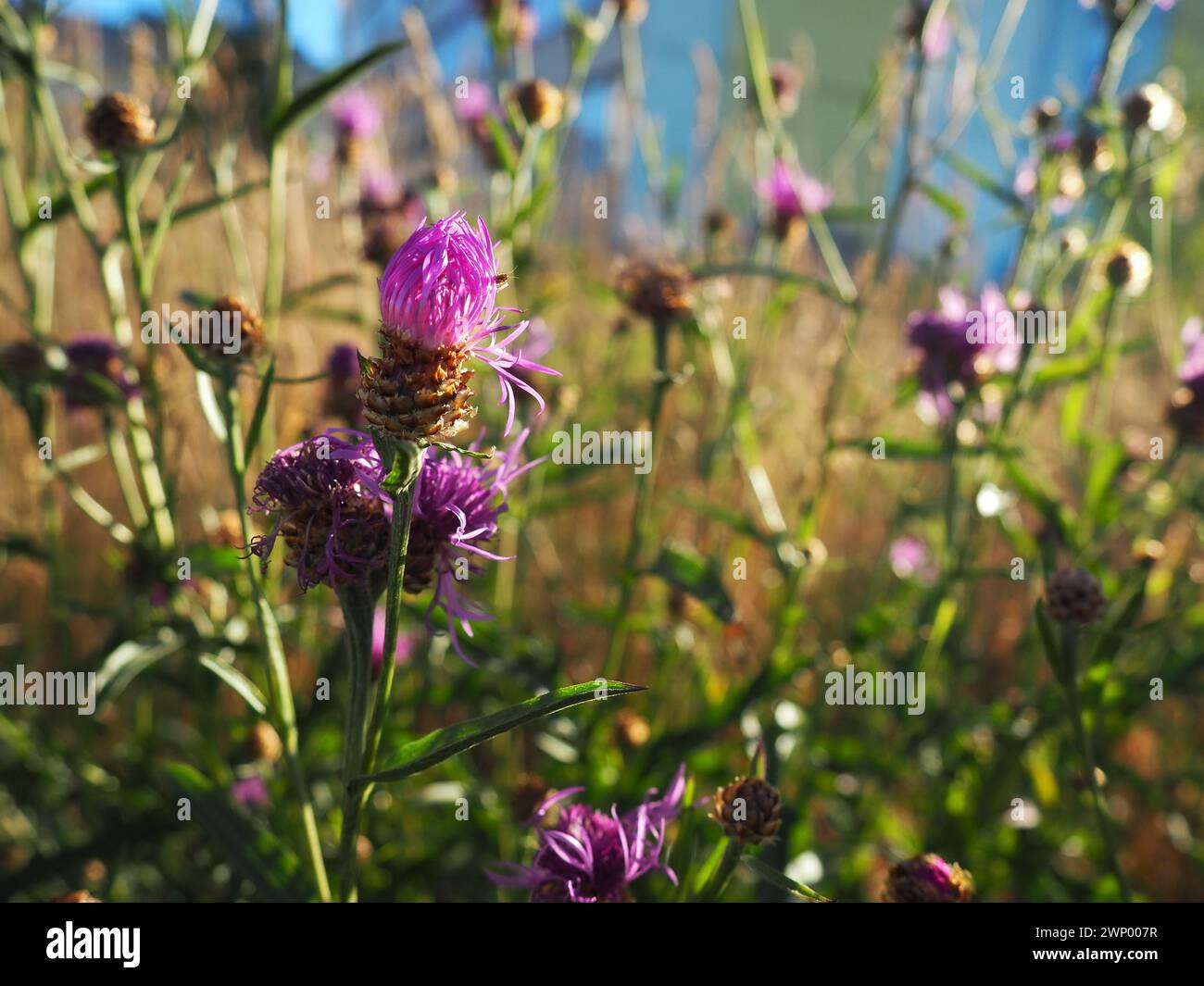 Thistle, Cirsium, genus of perennial or biennial herbaceous plants of the Asteraceae family, or Asteraceae. Purple wild flowers in the meadow. City Stock Photo