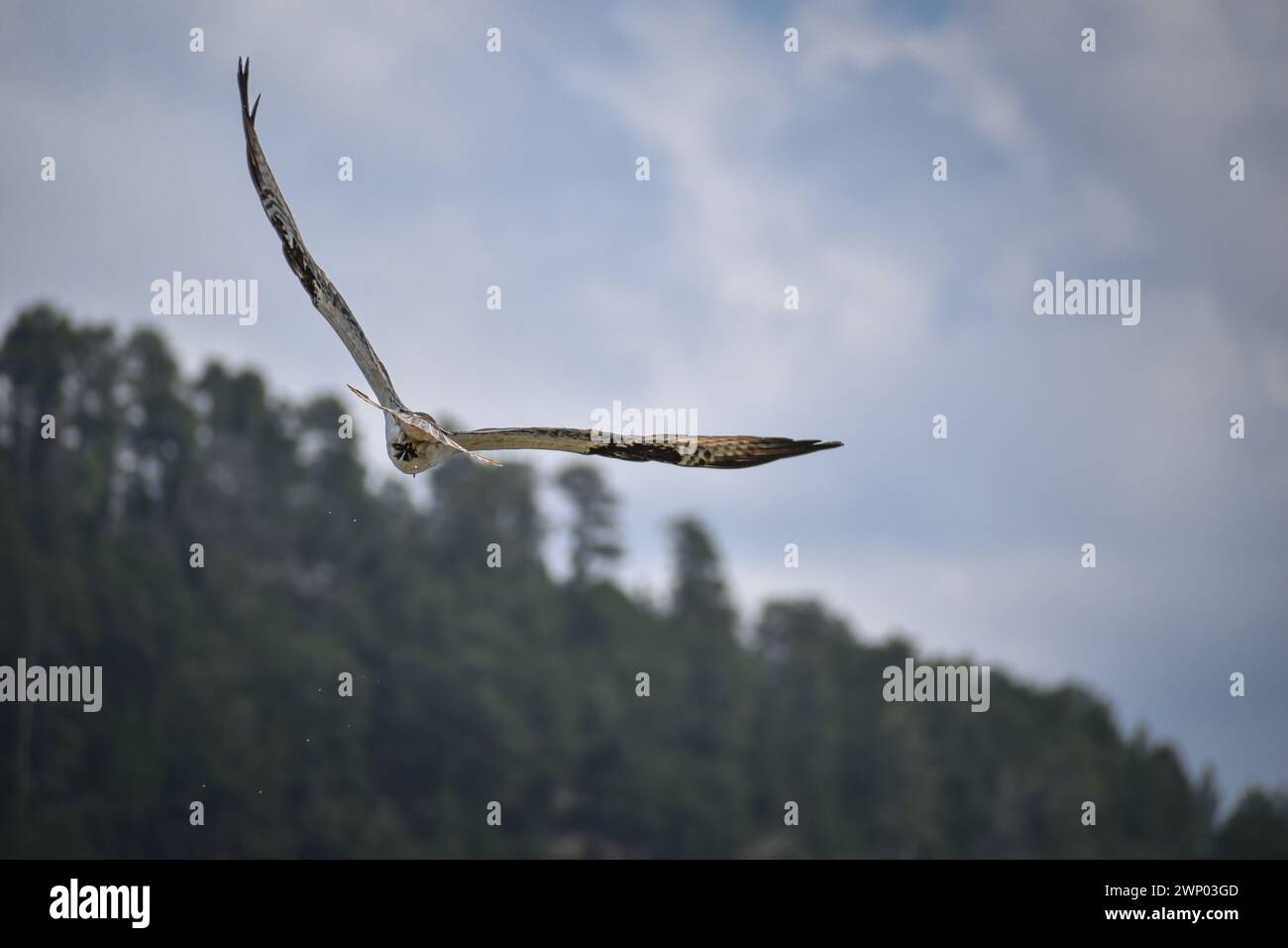 Osprey soaring through a blue sky with trees in the background Stock ...