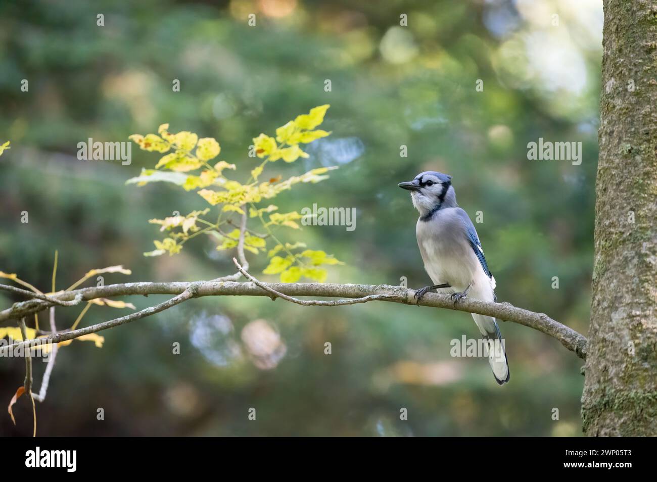 A blue jay perched in a tree in the woods. The blue jay (Cyanocitta cristata) is a passerine songbird of the order Passeriformes in the family Corvida Stock Photo