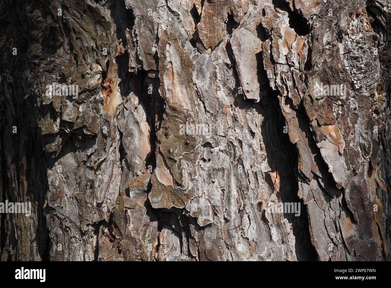 Cork, bark, bast and cambium of a pine close-up. Woody, wooden ...