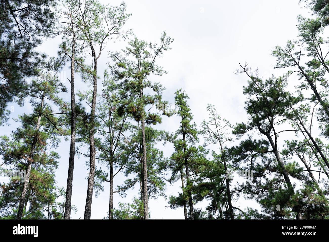 bottom view of high tall pine tree in the middle of the pine woods ...