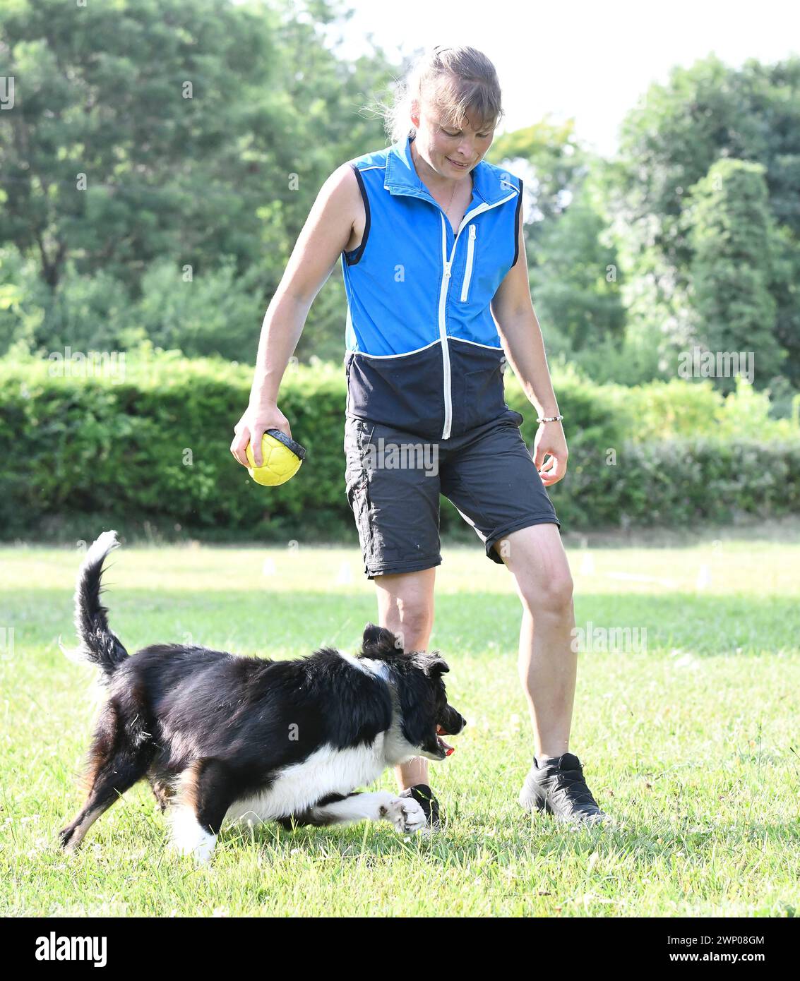 dog training  for obedience with a border collie discipline in the nature Stock Photo