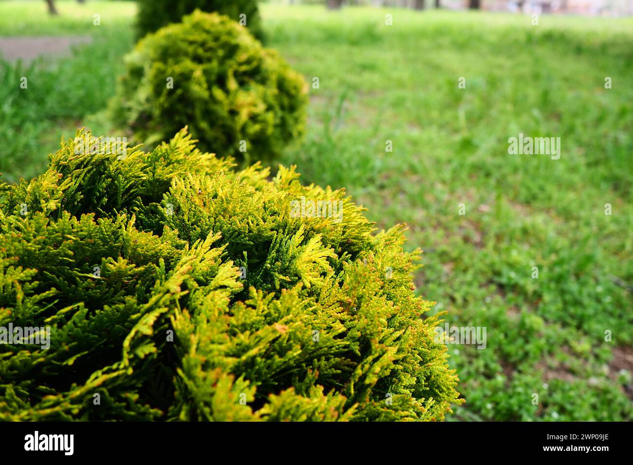 Sheared thuja on the lawn. Shaping the crown of thuja. Garden and park. Floriculture and horticulture. Landscaping of urban and rural areas. Yellow Stock Photo