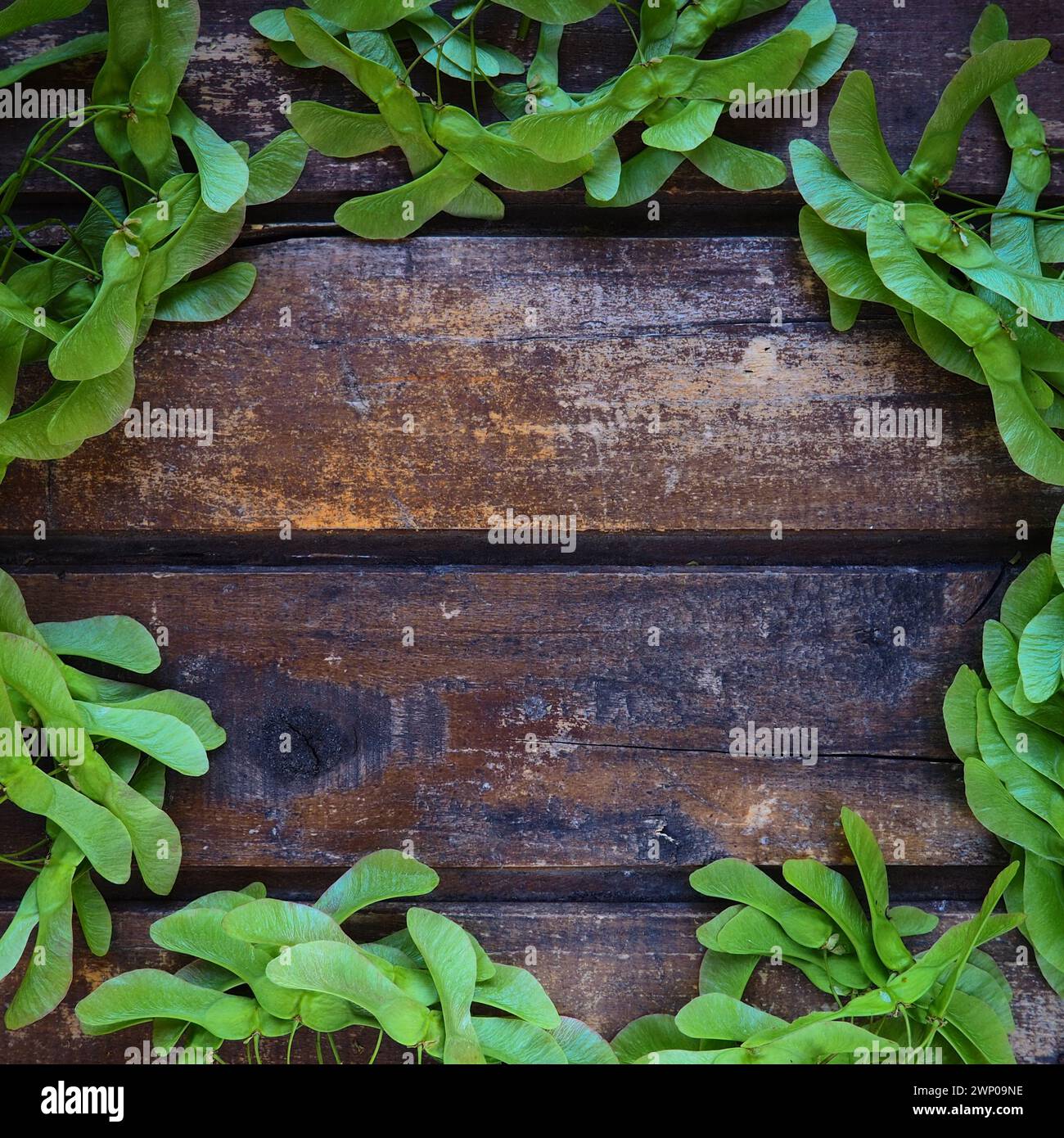 Green maple seeds along the edges of a wooden background made of horizontal planks. Frame or blank for text. Free space for text. copyspace. flat lay Stock Photo