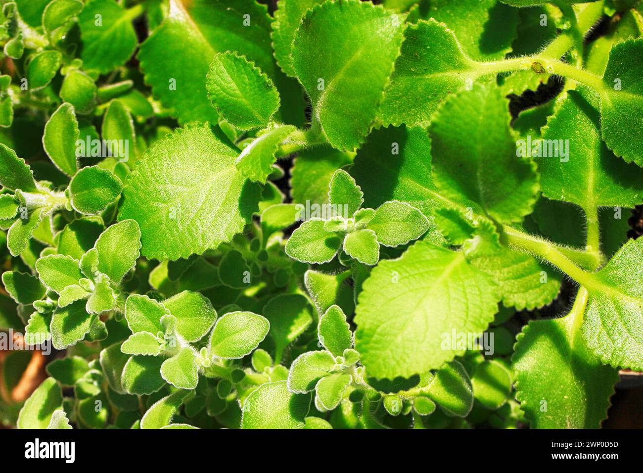 Plectranthus amboinicus plant texture as very nice natural background Stock Photo