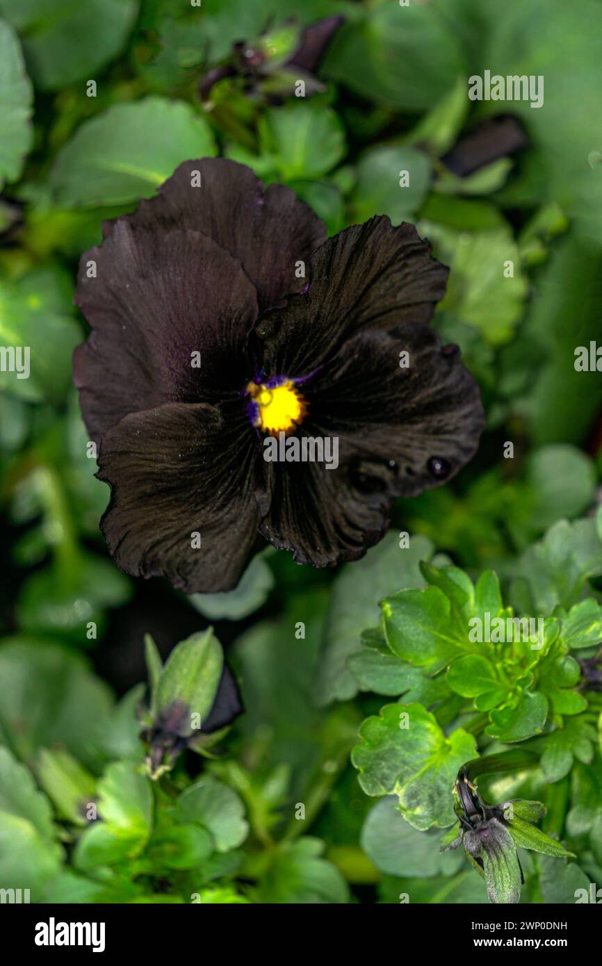 One large rare black pansy flower in a greenhouse Stock Photo - Alamy