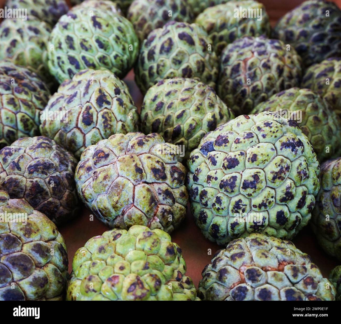 Indian custard apple fruit hi-res stock photography and images - Alamy