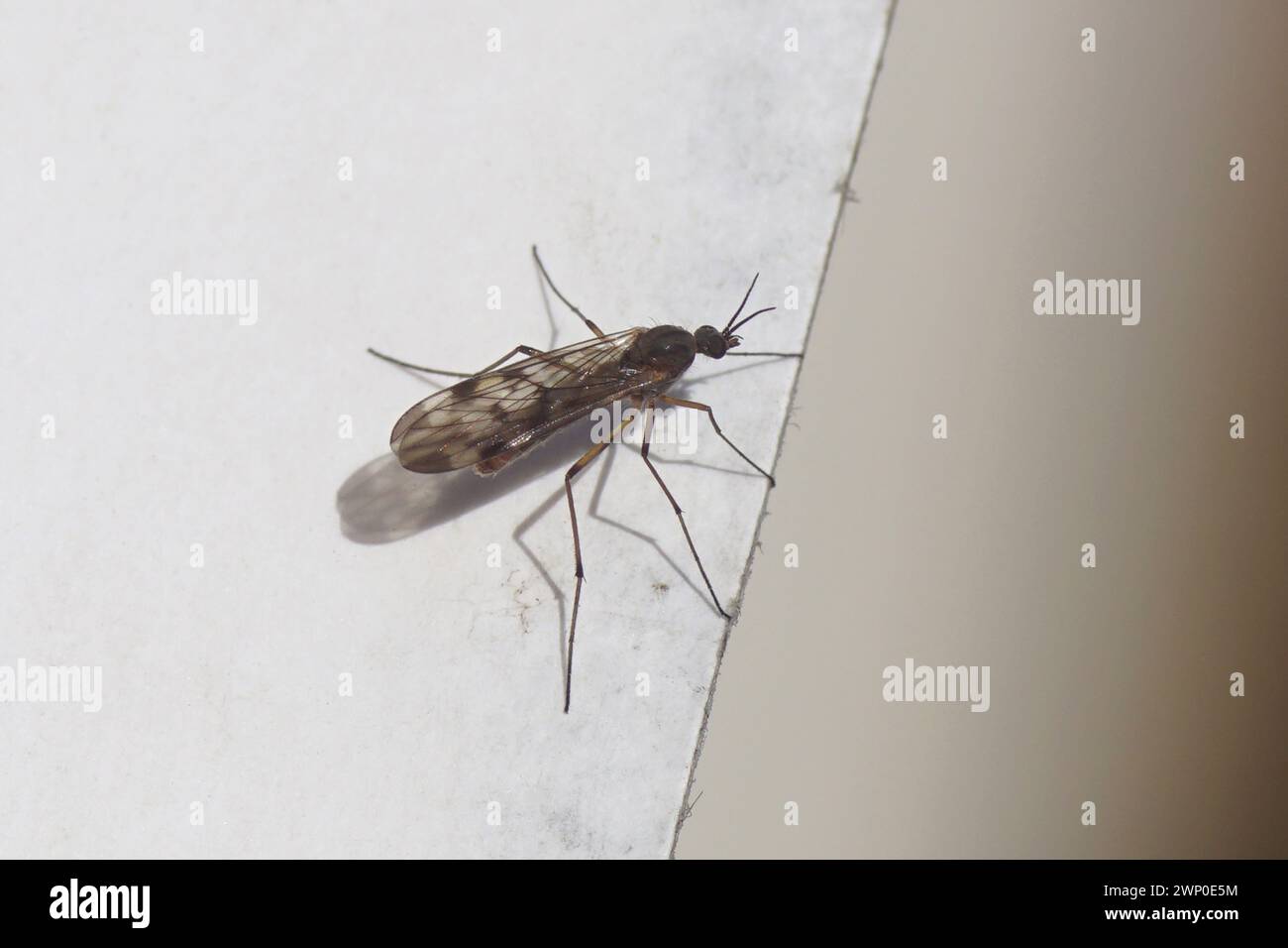 Close up window gnat Sylvicola, family Wood gnats (Anisopodidae) on a
