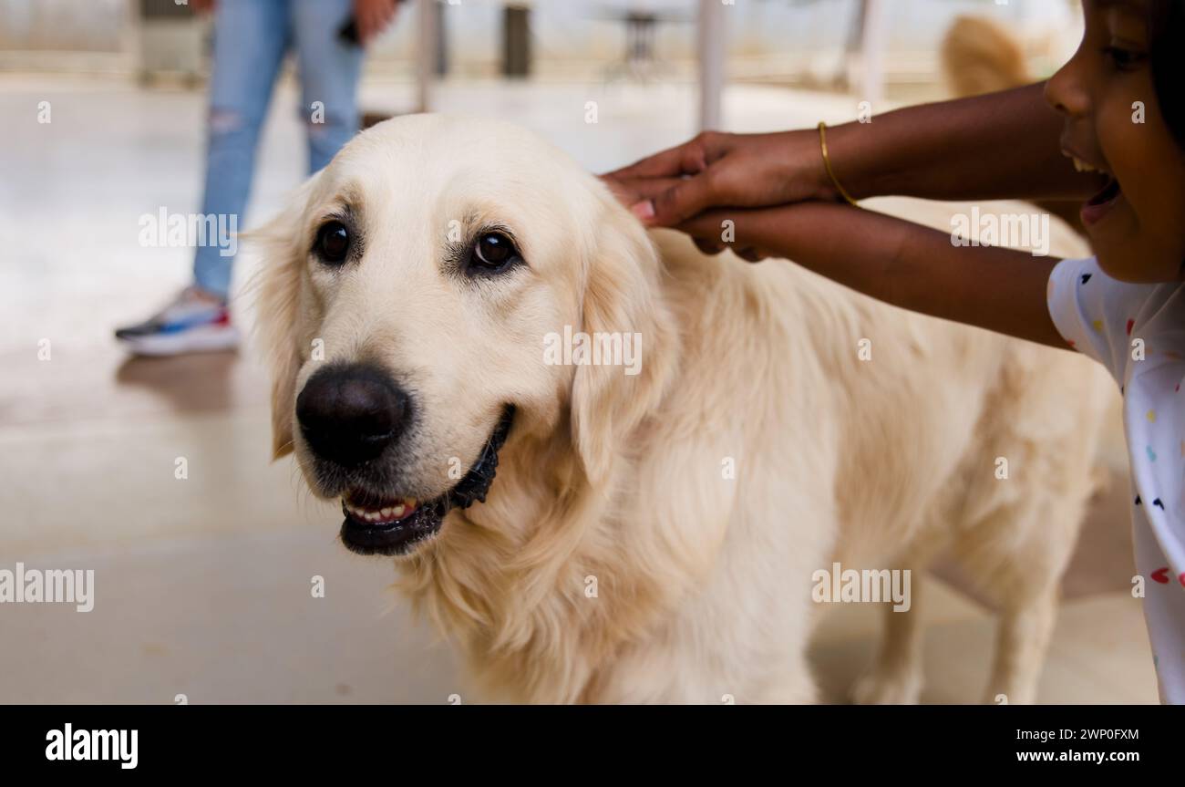 A close-up photo of a golden retriever dog with a friendly expression Stock Photo