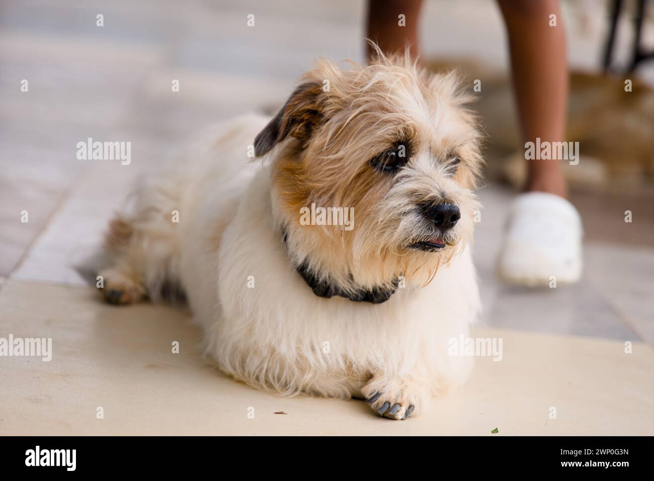 A close-up photo of a charming dog sitting attentively on a light-colored floor Stock Photo