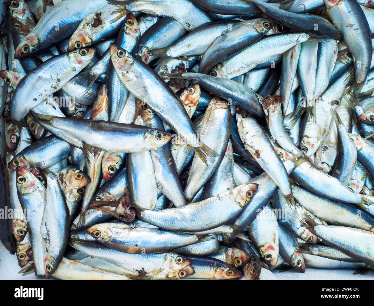 Sardines Stock Photo