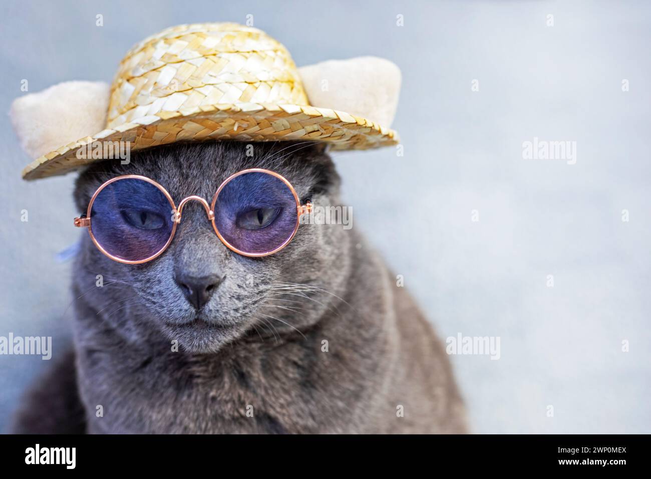 unhappy gray Burmese cat sits wearing glasses and a straw hat on a gray background. Attitude towards failure Stock Photo