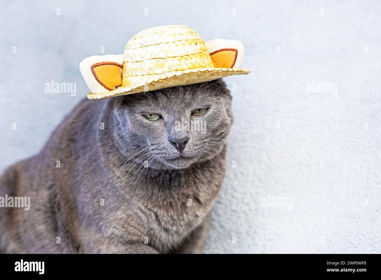 unhappy gray Burmese cat sits in a straw hat on a gray background. Attitude towards failure Stock Photo