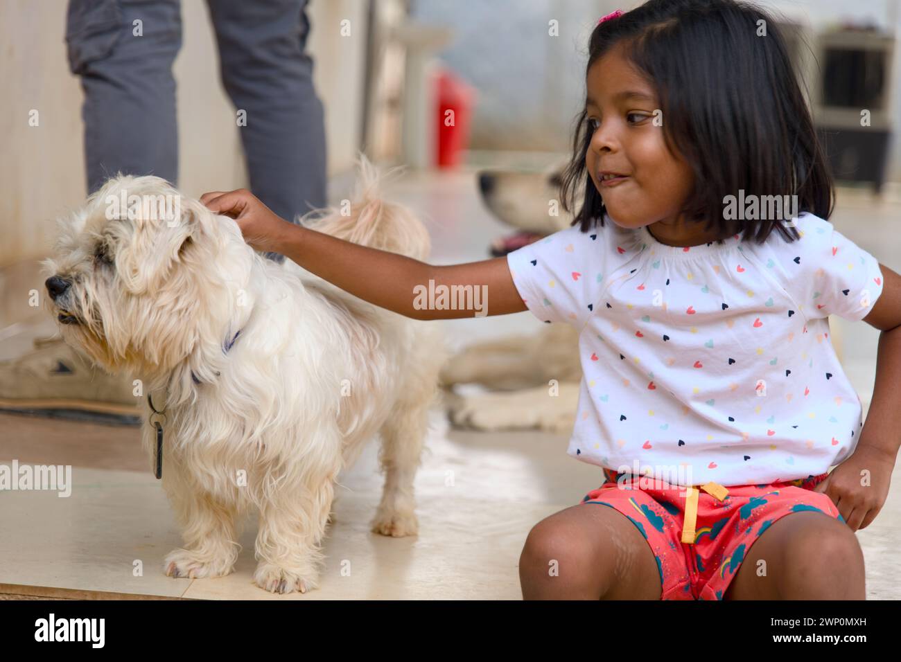 A young girl, filled with delight, engages in playful interaction with her fluffy white Maltese dog Stock Photo