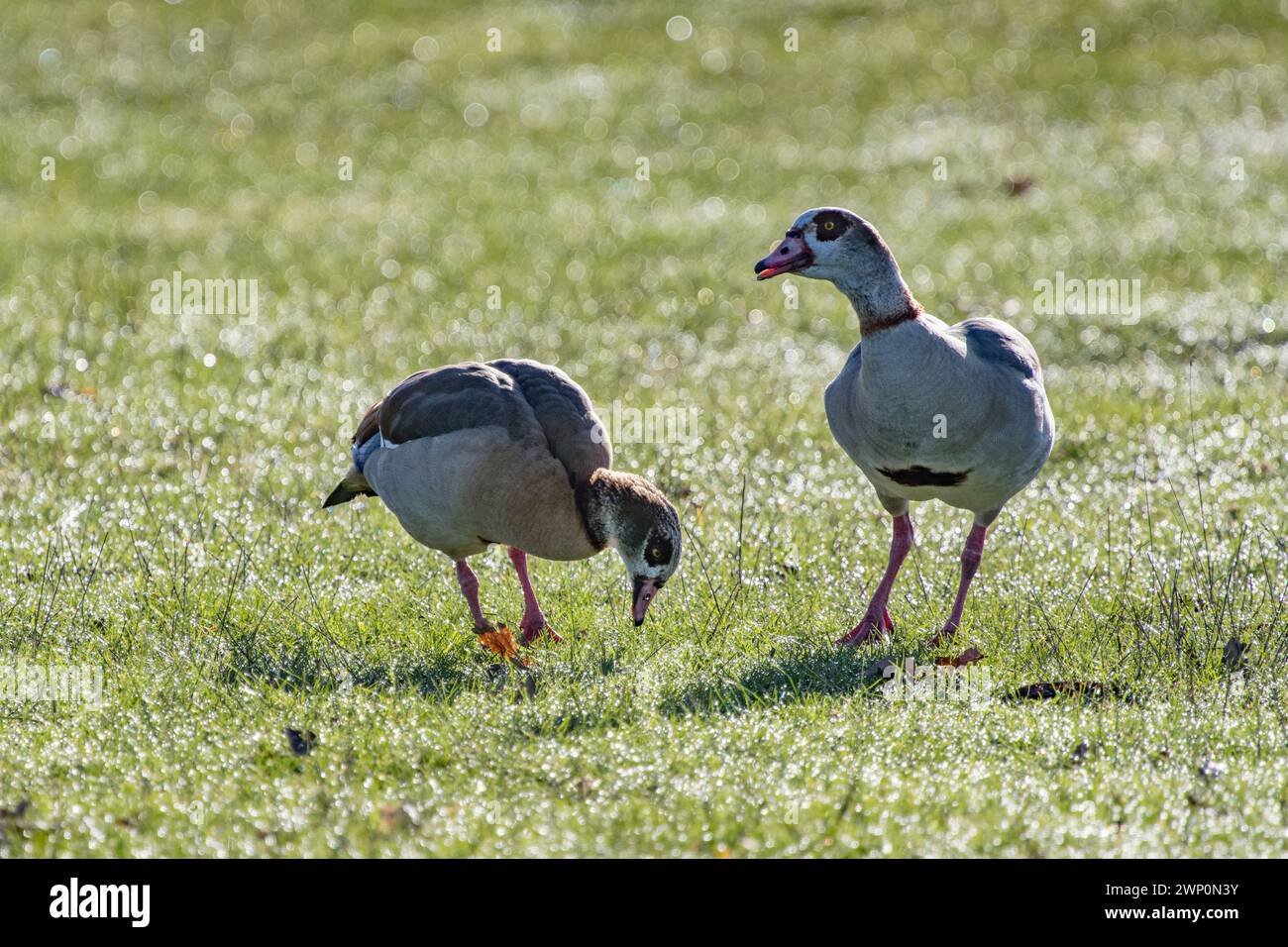 Egyptian Geese grazing in the morning light Stock Photo