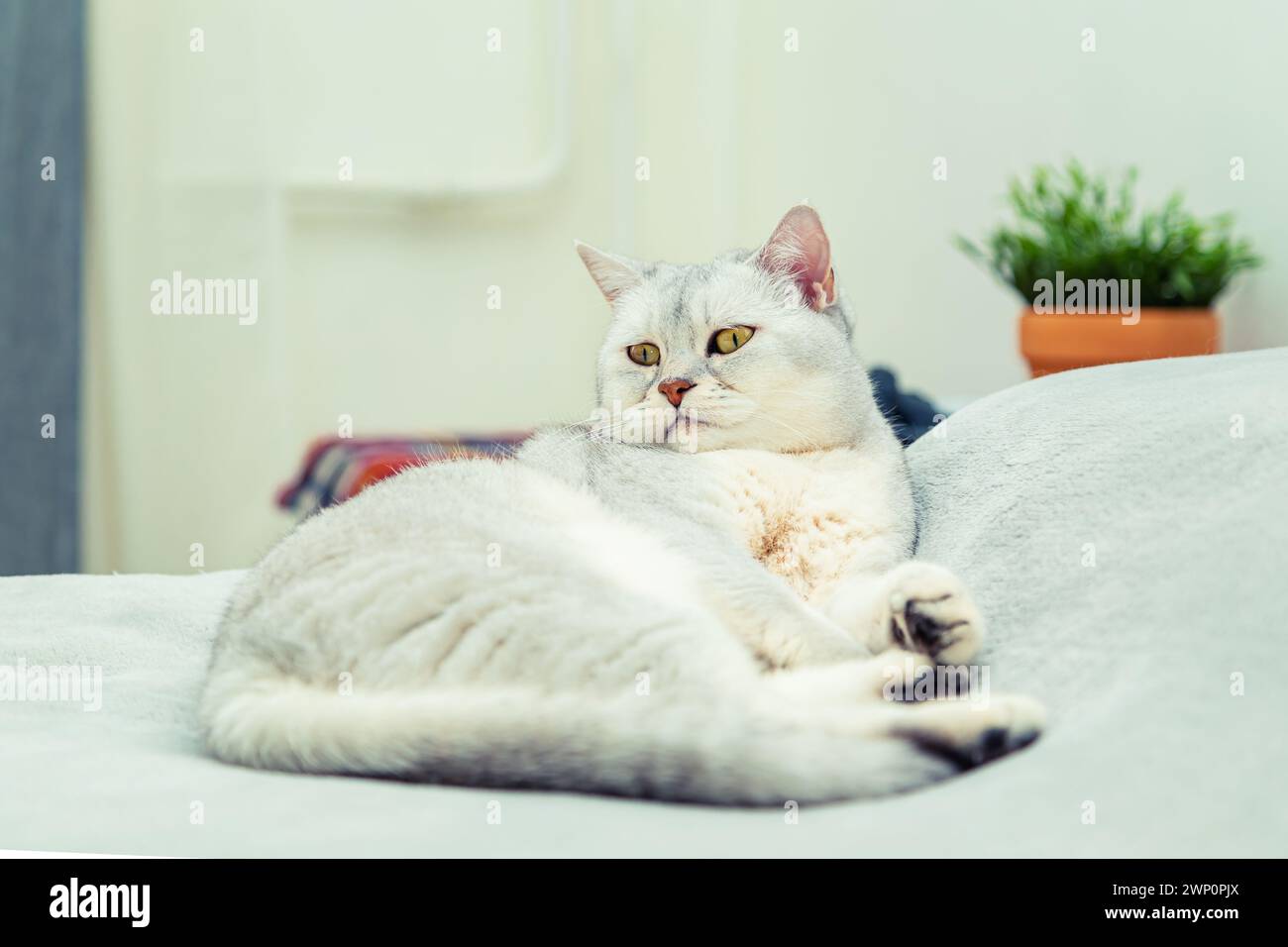 Cute Scottish Straight cat lies on the bed. Pet in a home interior. Stock Photo