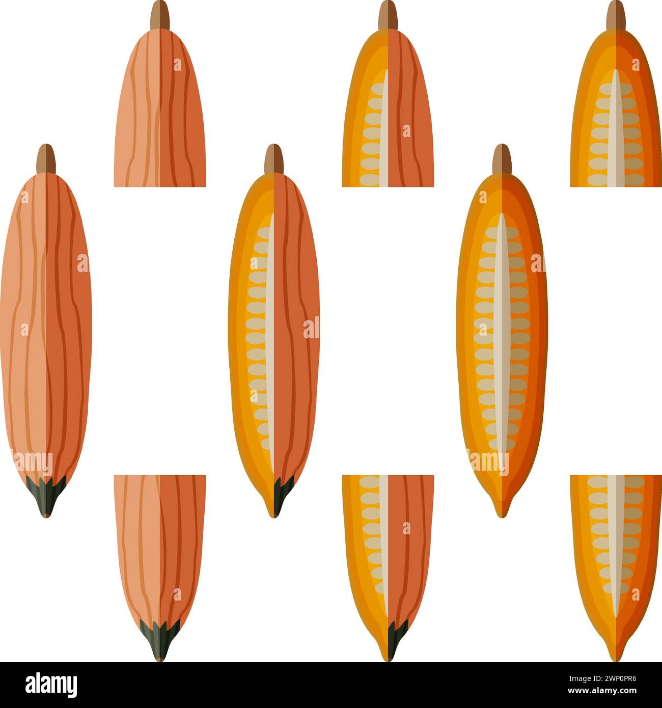 Set of Georgia candy roaster squash. Winter squash. Cucurbita maxima. Fruits and vegetables. Flat style. Isolated vector illustration. Stock Vector