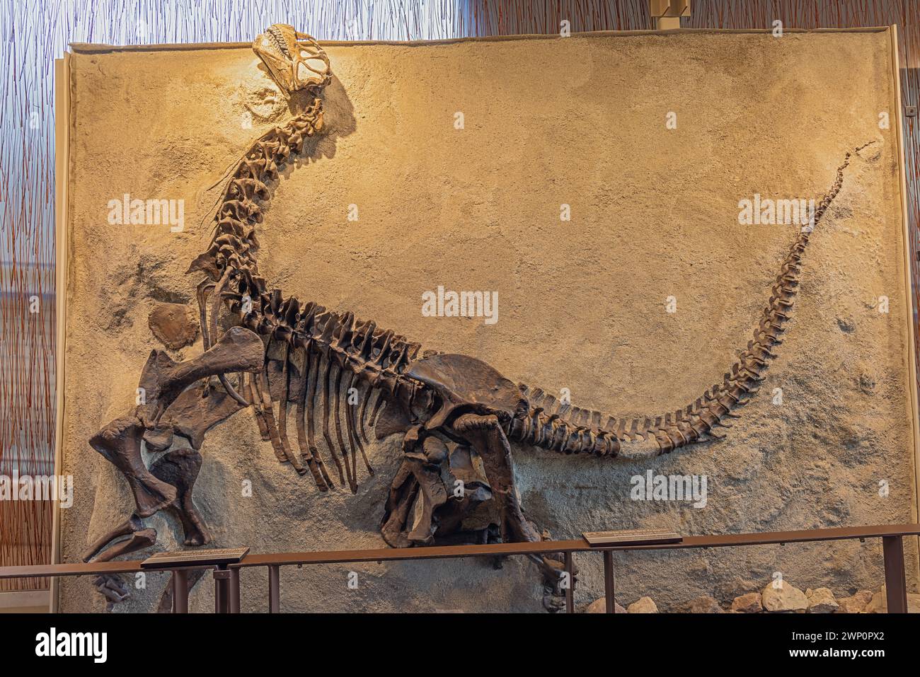 Display of the fossilized Camarasaurus at the Quarry Exhibit Hall