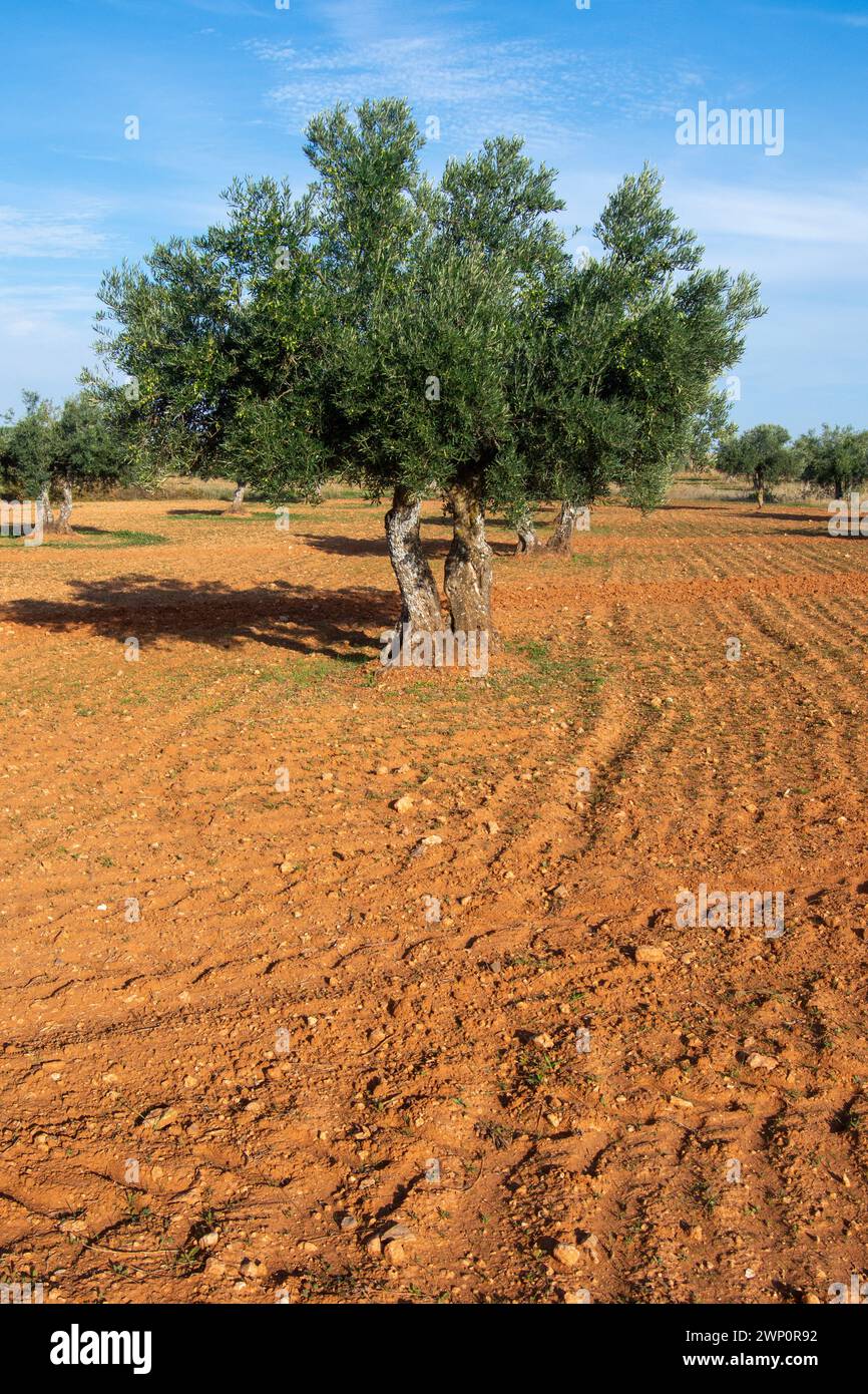 Agriculture. Spanish olive grove. Stock Photo