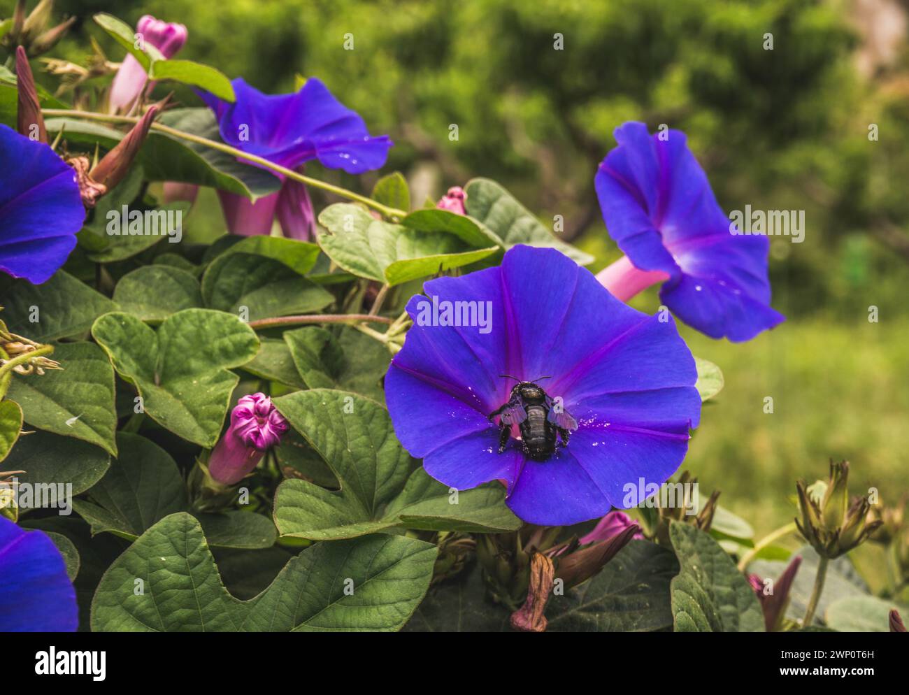 Vibrant Geranium Blooms: Nature's Colorful Symphony Stock Photo