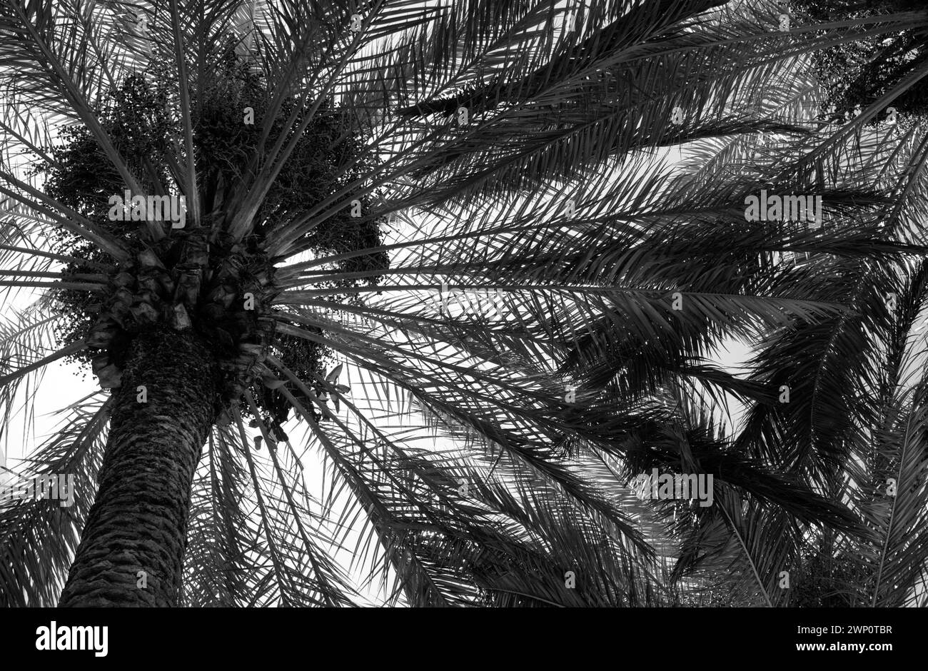 Palms background. Tropical palm leaf background, coconut palm trees ...