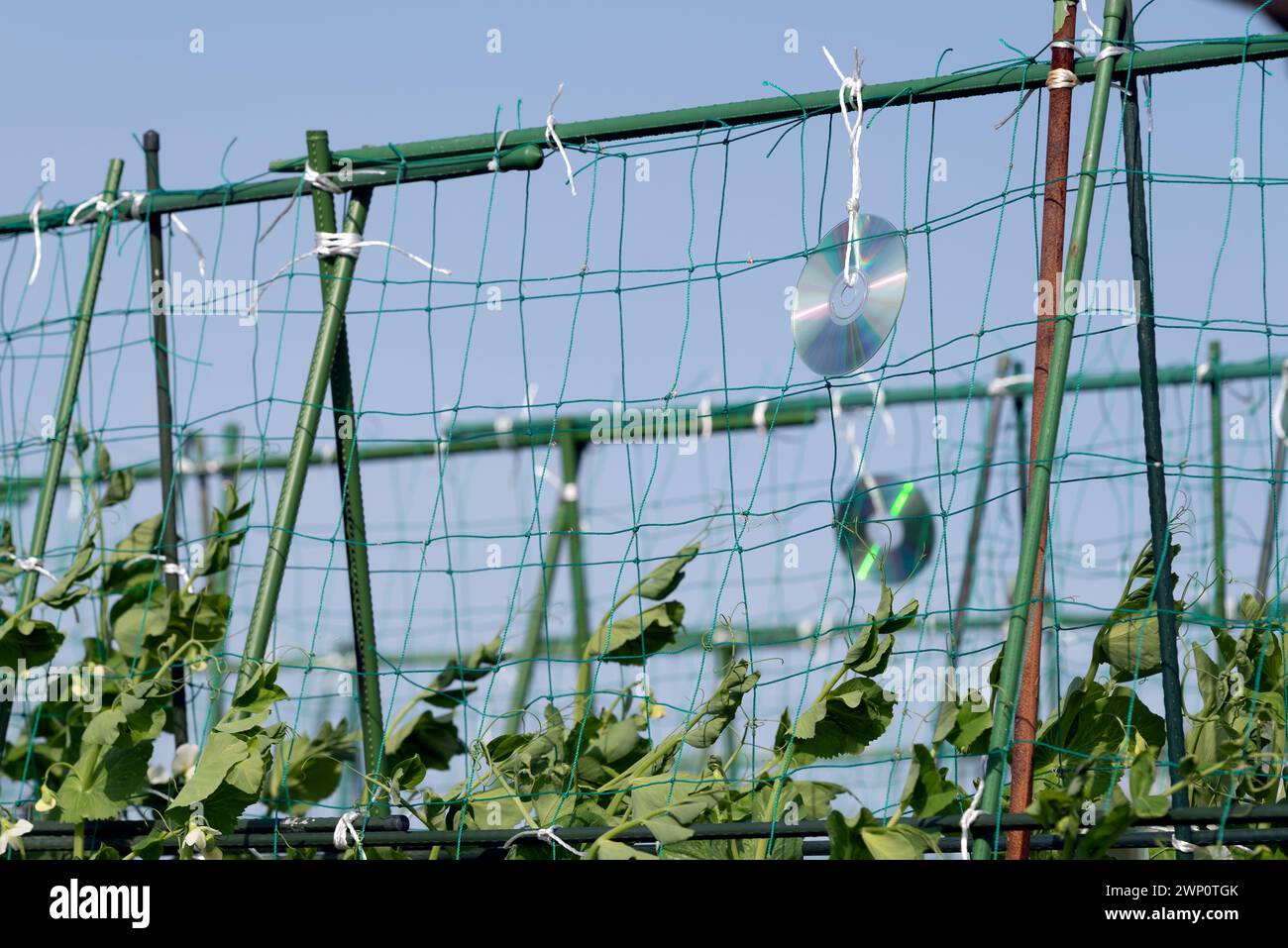 CD and DVD discs are used to scare birds in a vegetable garden. Stock Photo