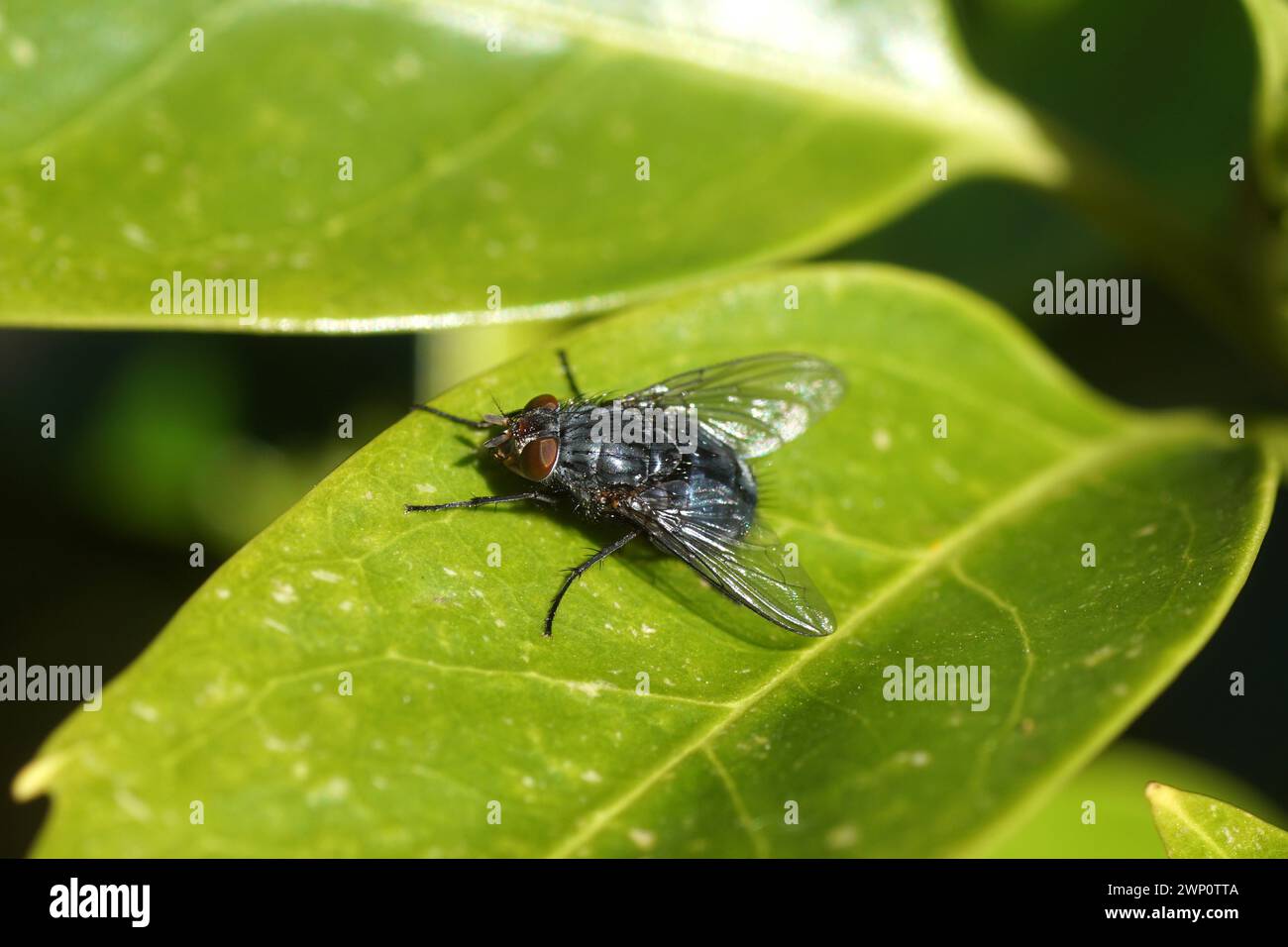 Close up blue blow fly, blue bottle fly Calliphora vicina, family blow flies (Calliphoridae) on a leaf of Japanese laurel (Aucuba japonica) Stock Photo