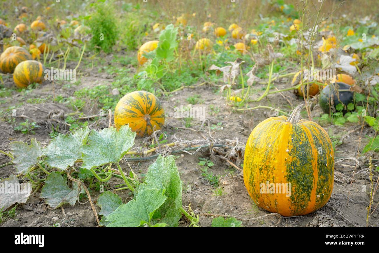 Pumpkins growing on a field, selective focus. Stock Photo