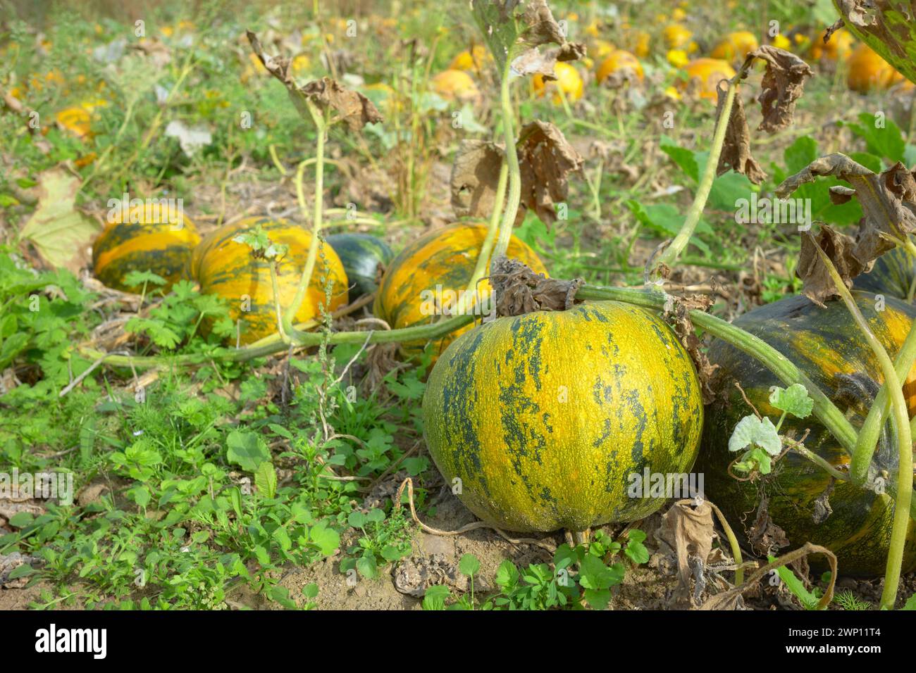 Pumpkins growing on a field, selective focus. Stock Photo