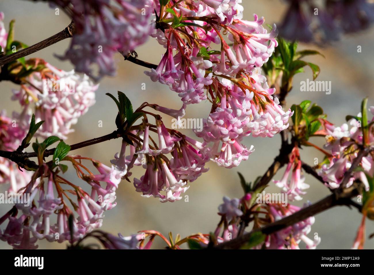 Pink Viburnum × bodnantense 'Dawn' Winter Flower Viburnum Branch Viburnums branches flowering twigs Pink Blossoms Stock Photo