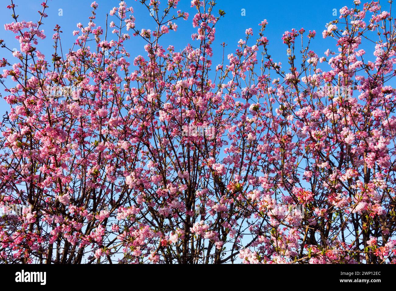 Winter Flowering shrubs Hedge Viburnum Pink Blossoms on branches Blooming Viburnum × bodnantense 'Dawn' Bodnant Viburnum Flowers Pink Dawn March Stock Photo