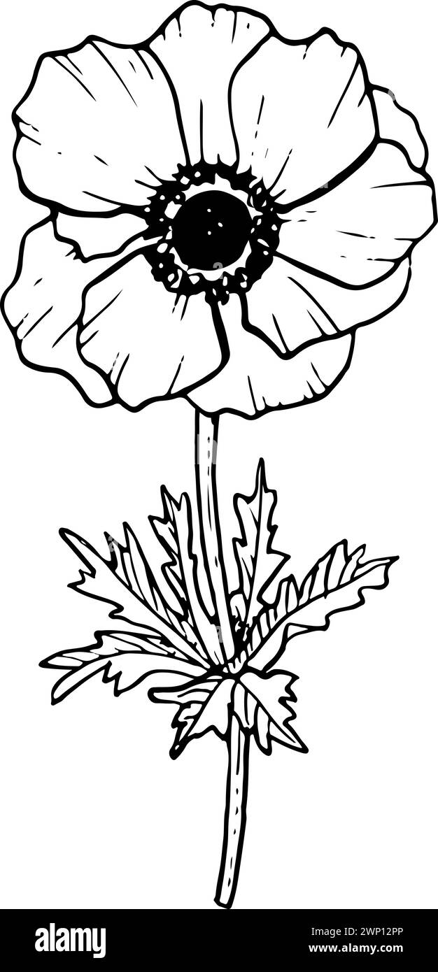 Anemone with stem and leaves in black and white Stock Vector