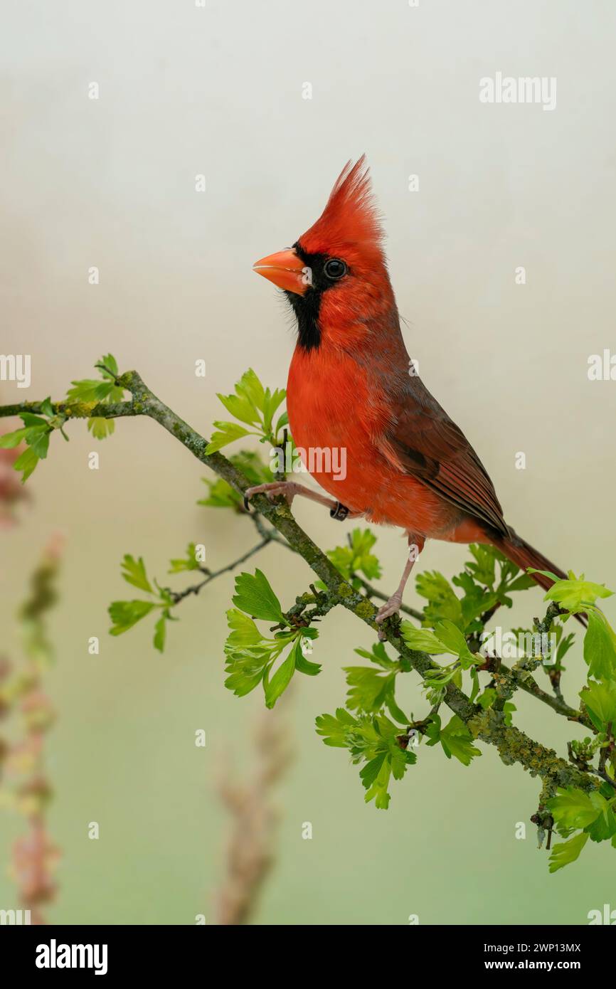northern cardinal or red cardinal, Cardinalis cardinalis Stock Photo