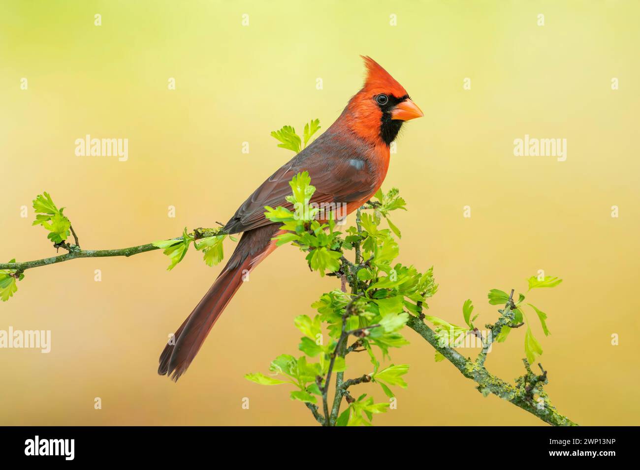 northern cardinal or red cardinal, Cardinalis cardinalis Stock Photo
