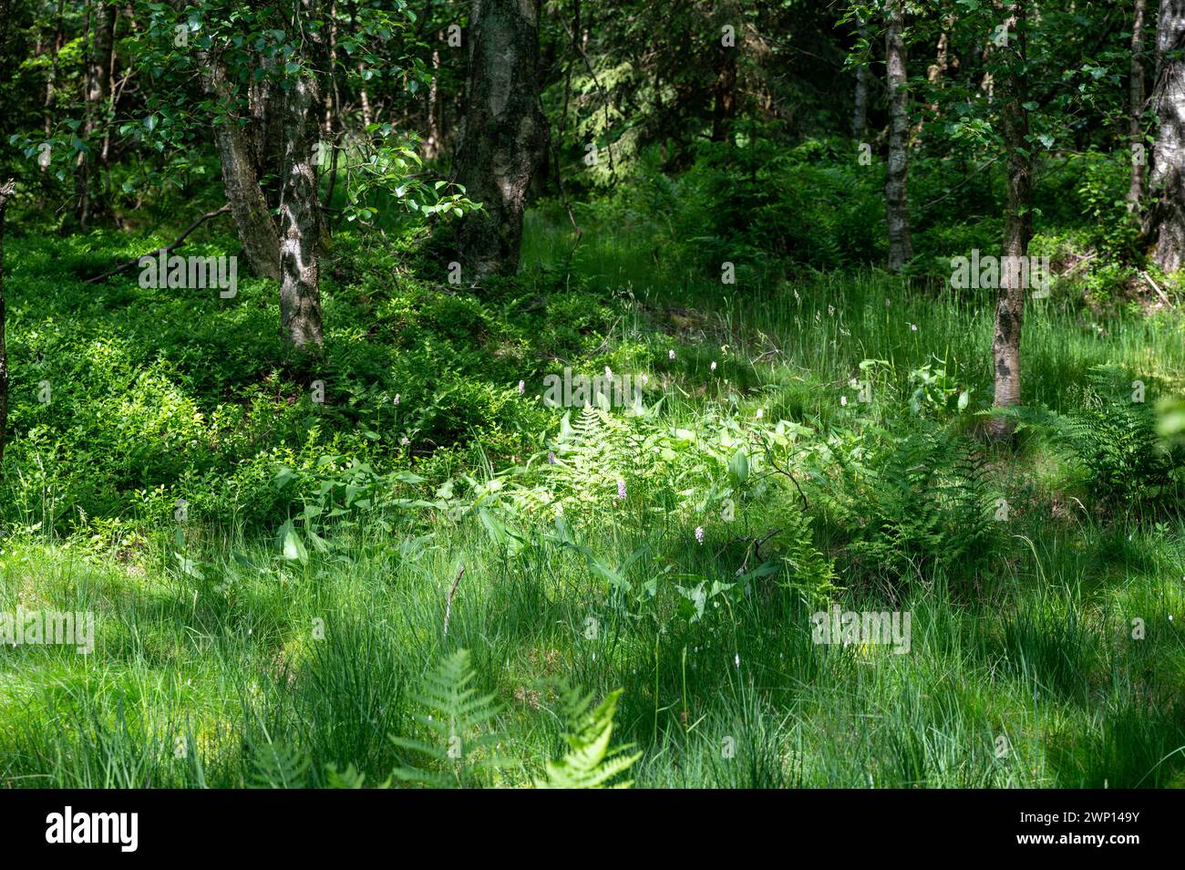 Green Vegetation in a forest in the red bog in the High Rhön, Hesse, Germany Stock Photo