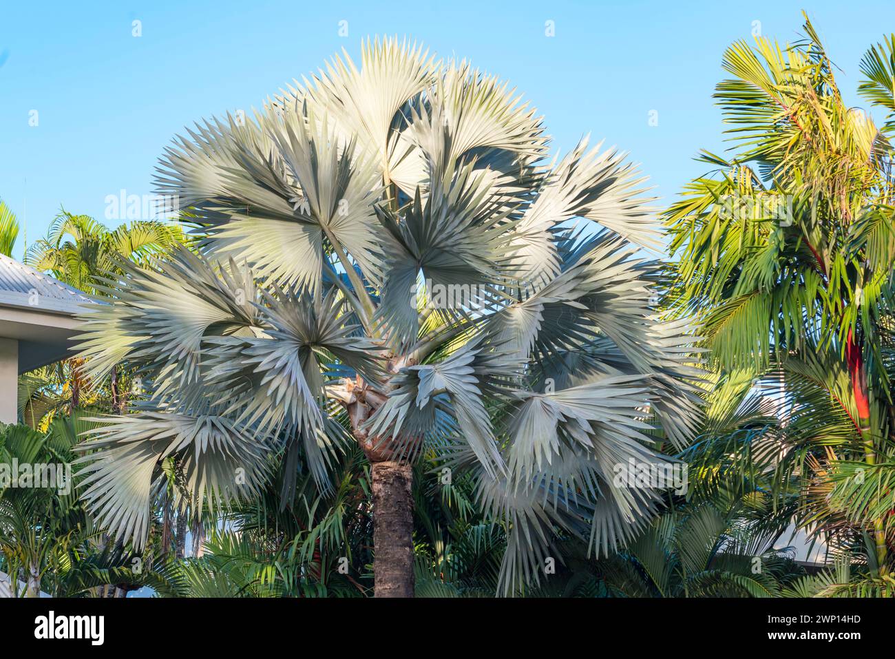 A large mature Bismarck Palm Tree (Bismarckia nobilis) growing in Port Douglas, Queensland, Australia is endemic to western and northern Madagascar Stock Photo